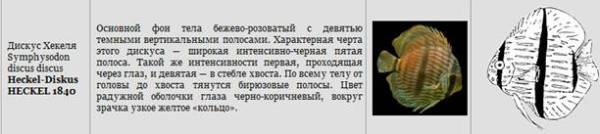 Дискусы