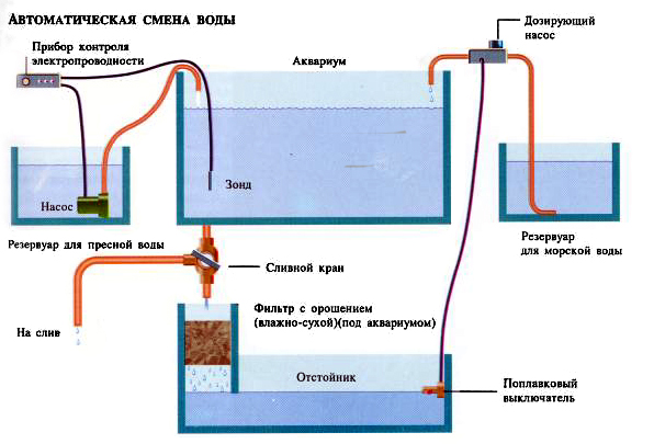 Замена воды в аквариуме (как правильно и сколько воды нужно менять)