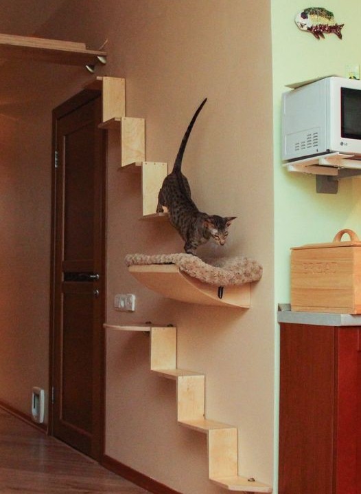 Увеличение жизненного пространства для кошек в доме или как «разделить территории»