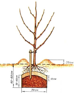 Как правильно посадить дерево (яблоня, груша, слива)