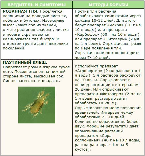 Вредители и болезни роз