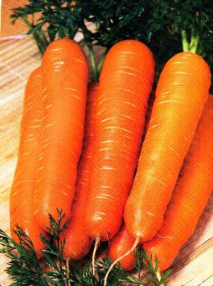 Сорта моркови