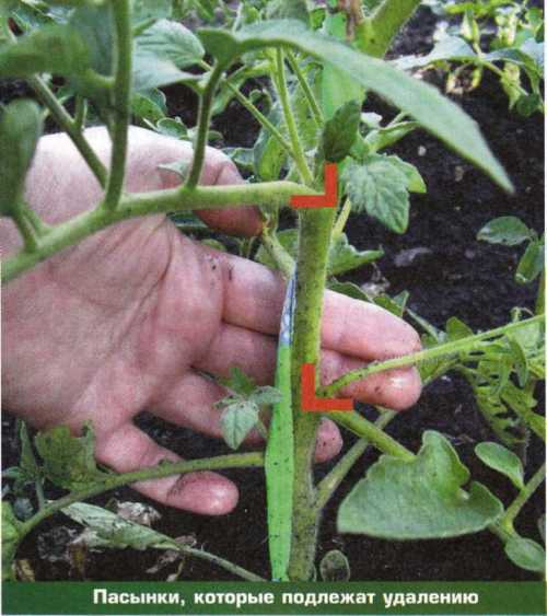 Как правильно пасынковать томаты (помидоры) или что такое пасынки и как их срезать