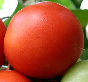 Сорта помидоров с фото