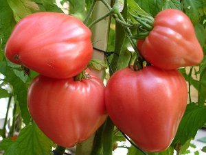 Сорта помидоров с фото