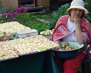 Как сушить яблоки